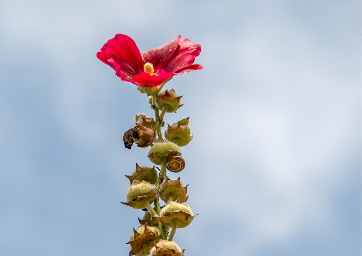 Une fleur qui poussent droit, qui s’affirme